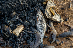 A fish, numerous dead shrimp, and refuse lie in a pile on the ground at a shrimp farm.