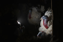 Fimmakers and investigators film the dusty conditions inside a turkey factory farm. Canada, 2020. Jo-Anne McArthur / We Animals Media