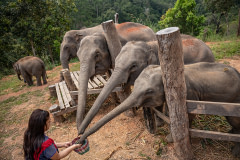 Resident elephants at Elephant Freedom Village interact with the first international tourists from the UK to visit since the re-opening of Thailand in November 2021.