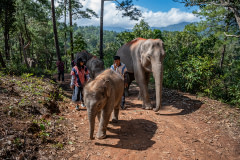 The first international tourists from the UK to visit since the re-opening of Thailand in November 2021 walk through the community forest with elephants at Elephant Freedom Village.