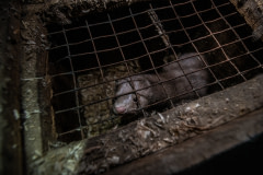 A lone female mink looks out through rusted wire mesh from the inside of a nesting box at a fur farm.