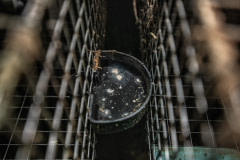 A water bowl containing floating debris sits affixed between two mink cages at a fur farm.