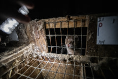 A lone female mink looks out through rusted wire mesh from the inside of a nesting bed at a fur farm.