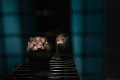 Two mink living in a tiny and barren cage with no nest or bedding at a fur farm.