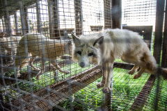 A farmed fox stares into the camera from inside their barren wire mesh cage at a fur farm.