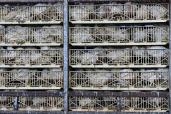 Broiler chickens awaiting slaughter. Canada, 2017. Jo-Anne McArthur / We Animals Media
