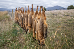 Considered a pest in Australia, foxes are hunted extensively. It is common for hunters to hang their dead bodies on fences. Australia, 2021. Alix Livingstone / Farm Transparency Project / We Animals Media