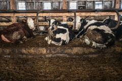 At this Vermont farm, Holstein and Jersey cows live indoors for much of the winter. USA, 2022. Jo-Anne McArthur / We Animals Media