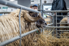 A ram on display looks out from his enclosure at a livestock exhibition. Czechia, 2021. Lukas Vincour / Zvířata Nejíme / We Animals Media