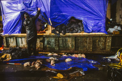 A worker lifts the tarp surrounding a makeshift slaughterhouse built inside a dumpster. Although practitioners insist that the chickens slaughtered as part of the Kapparot ritual are given to the poor, trash bags filled with dead birds and carcasses spill onto the street behind the dumpster. USA, 2022. Victoria de Martigny / We Animals Media