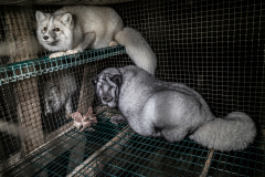 Two foxes sit inside a wire-floored cage on a fur farm. Selective breeding for loose skin and intentional overfeeding exacerbate the pain foxes feel standing on the wire. Finland, 2018. Kristo Muurimaa / HIDDEN / We Animals Media