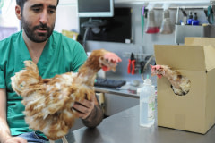 The Animal Equality team bring the rescued hens to the veterinarian for care. Spain, 2010. Jo-Anne McArthur / Animal Equality / We Animals Media