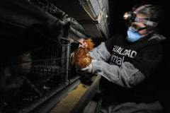 An activist with Animal Equality gently picks up a hen that is being rescued from a battery cage at an egg-producing facility. Spain, 2011. Jo-Anne McArthur / Lauren Veerslaat / We Animals Media