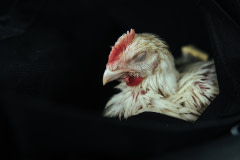 A rescued chicken that was pulled from a crate of dead and dying chickens left on the side of a road outside a butcher shop sits on my lap as we drive to triage. USA, 2022. Victoria de Martigny / We Animals Media