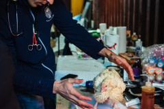 Local veterinarian Dr. Cleary weighs one of the chickens rescued from Kaporos at the Alliance to End Chickens as Kaporos triage center. USA, 2022. Victoria de Martigny / We Animals Media
