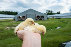 Rescued, dying chicks outside a Perdue chicken farm. USA, 2020. Kelly Guerin / We Animals Media