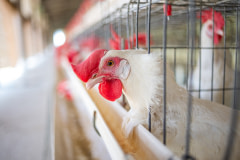 On an Indian egg production farm, a hen with a clipped beak looks out from inside a crowded battery cage near one of the building's open walls.