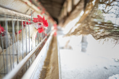 Rows of egg-laying hens live in stacked battery cages on an Indian egg production farm. Porous gunny sack material covers the sides of their tin-roofed open-sided shed, but as the outside temperatures soar above 42°C, the shed's small overhead fans provide little relief from the heat. Hot air blows in through the shed's sides, adding to the hen's discomfort.