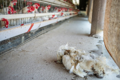 The dead body of an egg-laying hen lies on the floor next to rows of stacked battery cages on an Indian egg production farm. During the summer, as the temperature routinely surpasses 40°C, hen deaths due to heat exhaustion are routine. Though the deaths increase a farm's mortality rate, it has little impact on these mid-size farms that contain 8,000 to 15,000 adult egg-laying hens.