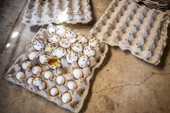 Damaged eggs in crates lie on the floor of an egg production farm.