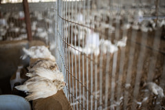Inside a shed containing live chicks on an Indian egg production farm, the bodies of several dead chicks lie laid out on a ledge. During the summer, temperatures here frequently surpass 40°C, and three to four chicks die from heat exhaustion daily.