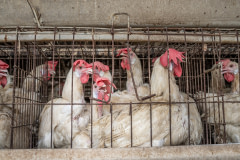 Five to six egg-laying hens with pale and drooping combs, dirty feathers and patches of bare skin are kept in small battery cages of about three by two feet on an intensive egg-production farm even as the outside temperatures reach 42°C (107°F).