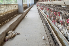 A dead hen that has been removed from a battery cage lies on the floor of an intensive egg-production farm. Hen deaths from heat exhaustion are a regular occurrence during the summer months when temperatures typically soar beyond 40-42°C.