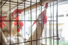 A hen living inside a battery cage on an intensive egg-production farm drinks from a water dispenser inside the cage she shares with several other hens. She must use her beak to apply pressure to the dispenser to make the water flow.