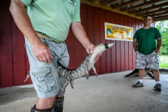 Alligator presentation. Louisiana, USA, 2010.