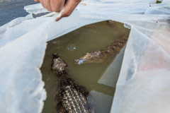 Alligators and crocodiles raised for meat.