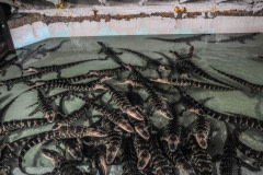 Alligators grouped according to age in small pools of shallow water.