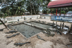 A crocodile farm holds several hundred animals in a series of small enclosures. Cambodia, 2011.