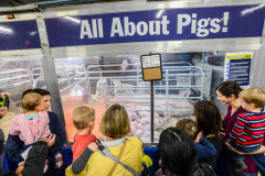 Mothers and their children observe a sow with her piglets at the Royal Agricultural Winter Fair in Toronto.