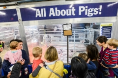 At the Royal Agricultural Winter Fair, mothers with their children observe a sow with her piglets in a gestation crate; a sanitized version of what life is like for pigs living in industrial farms. Toronto, Canada, 2014.