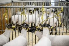Intricately shorn sheep await their turn at the animal show. Toronto, Canada, 2014.