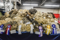 Prize-winning wool. Toronto, Canada, 2014.