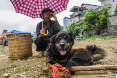 A dog being sold at a meat at the Bac Ha market.
