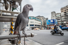 Bird alley. Taiwan, 2019.