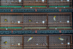 Bird alley. Taiwan, 2019.
