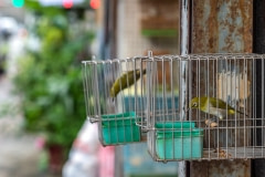 Bird alley. Taiwan, 2019.