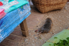 Small, tethered animal in a market. Laos, 2008.