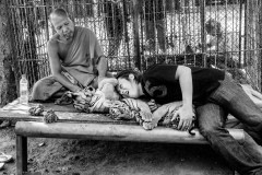 Tourists pay extra to have their photo taken with cubs at Tiger Temple.