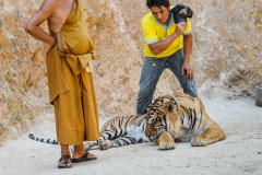 Tiger, staff, and the head Buddhist monk at Tiger Temple.