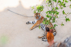 A tiger and a monk at Tiger Temple.