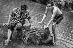 Elephant riding tourism. Laos, 2008.
