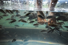 "Fish pedicures". Laos, 2011.