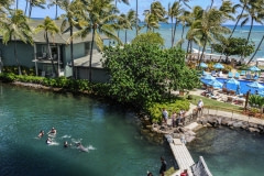 The "swim with dolphins" industry. USA, 2012.
