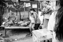 Tourists pay extra to have their photo taken with tiger cubs. Thailand, 2008.