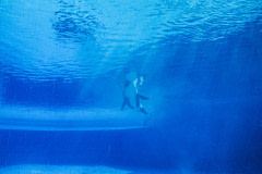 Kiska, a lone orca at Marineland. Canada, 2011.