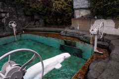 A beluga whale in a weigh tank at the Vancouver Aquarium.